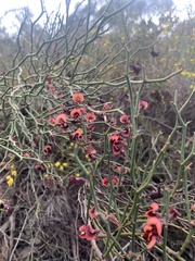 Daviesia brevifolia
