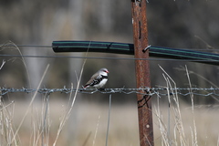 Stagonopleura guttata