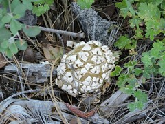 Calvatia sculpta