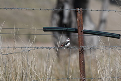 Stagonopleura guttata