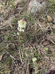 Stackhousia monogyna