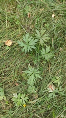 Geranium sylvaticum