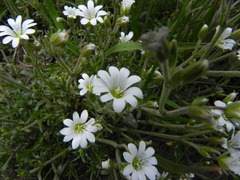 Cerastium arvense