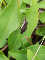 Enoplops scapha