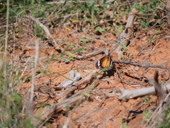 Danaus petilia