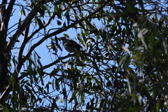 Philemon corniculatus