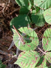 Sympetrum striolatum