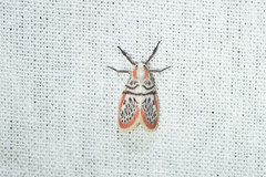 Miltochrista perihaemia