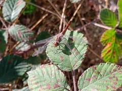 Sympetrum striolatum