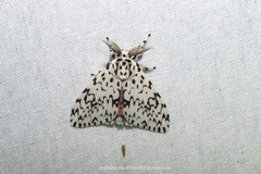 Lymantria singapura