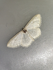 Idaea subsericeata