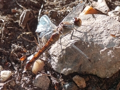 Sympetrum striolatum
