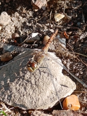 Sympetrum striolatum