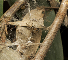 Xysticus bimaculatus