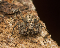 Stephanopis altifrons