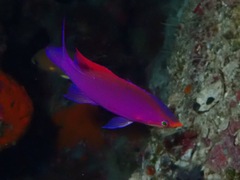 Mirolabrichthys tuka