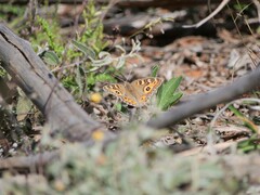 Junonia villida