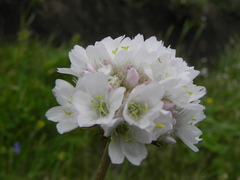 Armeria nebrodensis