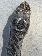 Malpolon monspessulanus