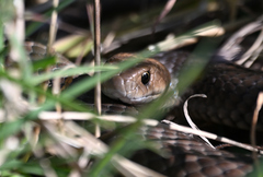 Pseudonaja textilis