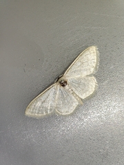 Idaea subsericeata