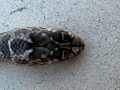 Malpolon monspessulanus