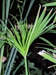 Cyperus alternifolius