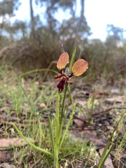 Diuris orientis