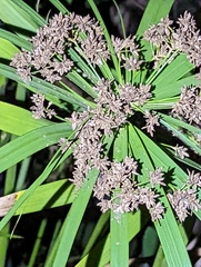 Cyperus alternifolius