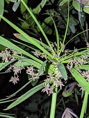 Cyperus alternifolius