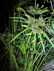 Cyperus alternifolius