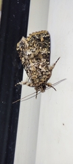 Callopistria latreillei