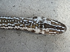 Malpolon monspessulanus