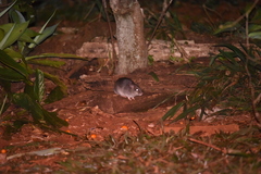 Rattus fuscipes