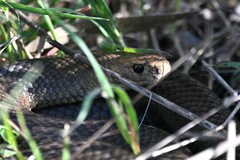 Pseudonaja textilis