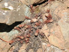 Petrosedum forsterianum