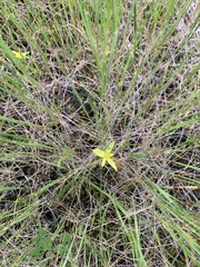 Asparagales