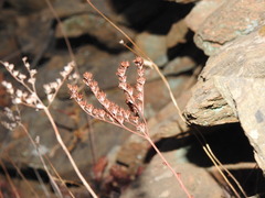 Petrosedum forsterianum