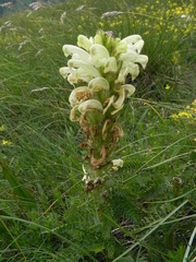 Pedicularis comosa