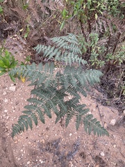 Pteridium