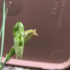 Pterostylis smaragdyna