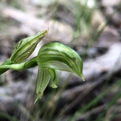 Pterostylis smaragdyna