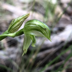 Pterostylis smaragdyna