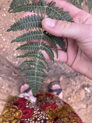 Pteridium