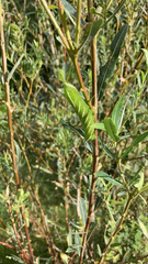 Smerinthus ocellata