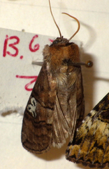 Tethea ocularis