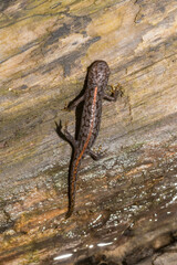 Ichthyosaura alpestris