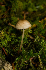 Mycena galopus