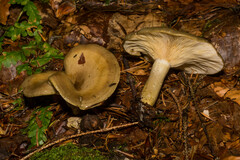 Clitocybe odora