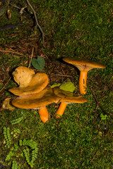 Lactarius deterrimus